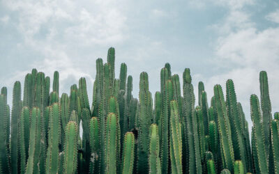 Thoughts From My Journal – Organ Pipe National Monument