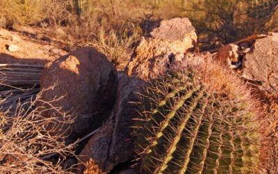 Thoughts From My Journal – Sonoran Desert 2